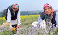 Kocaeli’de Lavanta Hasadı Başladı!