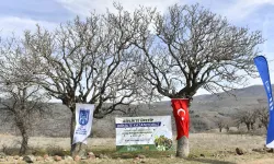 Yabani sakız ağaçları Ankara fıstığı olacak!